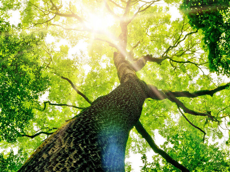 Tree care and pruning